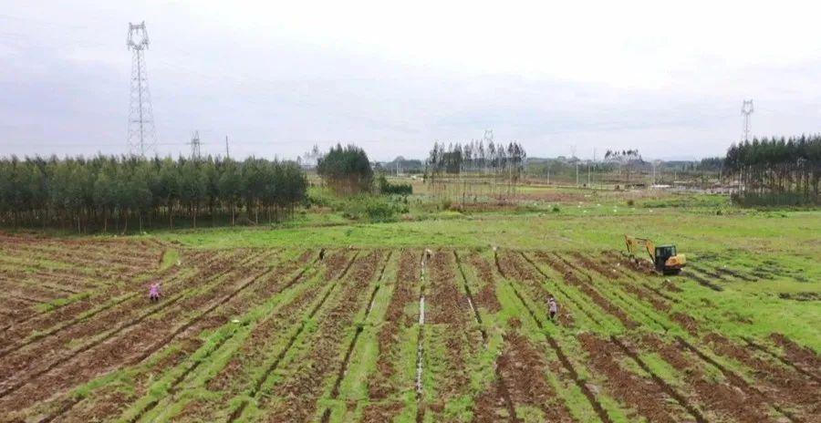 賓陽縣黎塘鎮甘蔗種植忙 機械設備來幫忙